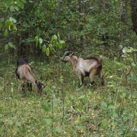 Козочки на прогулке :: Freddy 97 Козочки на прогулке :: Freddy 97