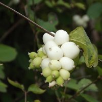 Снежноягодник :: Freddy 97