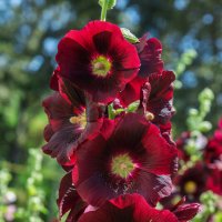 *** :: Виктор Иванович Чернюк