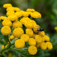 Пижма и... :: Регина 