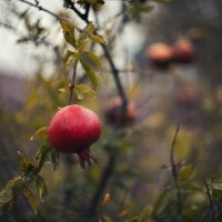 Осенние дары. :: Анатолий Щербак