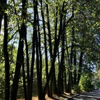 Геометрия в парке :: Любовь 