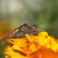 ... :: Вячеслав Минаев