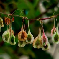 Семена :: светлана льдокова