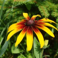 Рудбекия :: Рита Симонова