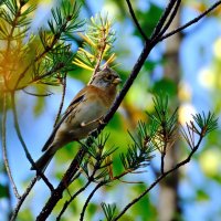 Вьюрок :: Андрей Зайцев
