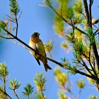 Вьюрок :: Андрей Зайцев Вьюрок :: Андрей Зайцев