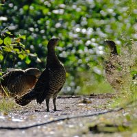 Глухарки :: Андрей Зайцев