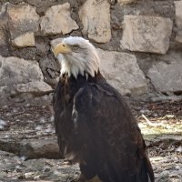 Белоголовый орлан :: <<< Наташа >>>