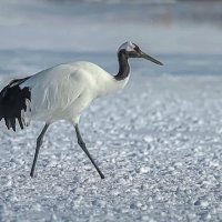 Японский журавль :: Aleksey Afonin Японский журавль :: Aleksey Afonin