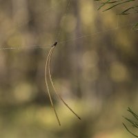 На ниточке... :: Андрей Пристяжнюк