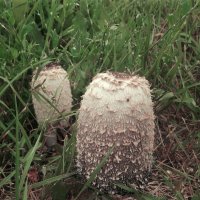 *** :: Лера *** :: Лера