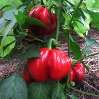 Перчик Гогошары :: Людмила Смородинская