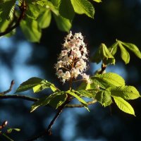 Цветут каштаны в сентябре :: Юрий. Шмаков Цветут каштаны в сентябре :: Юрий. Шмаков