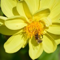 Ясный день сентября :: Татьяна Лютаева