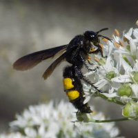 Оса- сколия степная (самец) :: Константин Штарк
