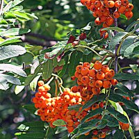 Плоды лета. :: Владимир Драгунский