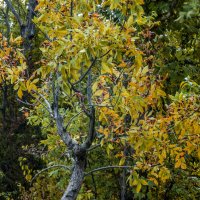 Осень золотая :: Валентин Семчишин Осень золотая :: Валентин Семчишин