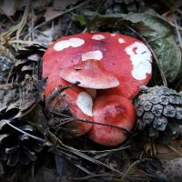 Вместе теплее! :: Андрей Заломленков Вместе теплее! :: Андрей Заломленков