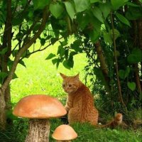 кіт я їх знайшов :: Степан Карачко