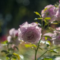 ___ :: Yuriy V ___ :: Yuriy V