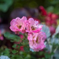 ___ :: Yuriy V ___ :: Yuriy V