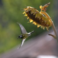 *** :: владимир 