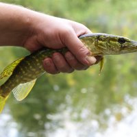 Щурёнок :: kolyeretka Щурёнок :: kolyeretka