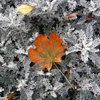 Осенний этюд :: Ольга Довженко