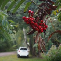 Осень :: Александра [-/