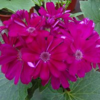 ЦИНЕРАРИЯ :: СЕРГЕЙ ФИЛОЧКИН