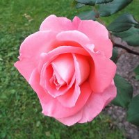 Роза. :: VasiLina *