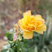 Осенние Розы. :: Сергей 