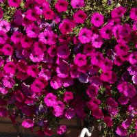 ПЕТУНИЯ :: СЕРГЕЙ ФИЛОЧКИН