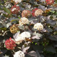 Пузыреплодник :: Freddy 97