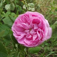 Роза :: Freddy 97