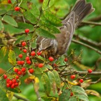 рябинник :: gawrilа - dan