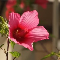 Цветы Осени... :: Николай Саржанов