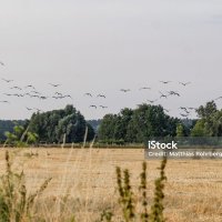 в добрый путь :: Нельсон 