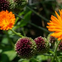 Дикий лук и календула... :: Николай Гирш