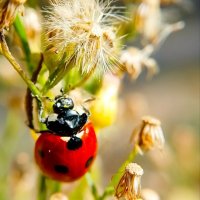 Божья коровка :: Дмитрий Курский 