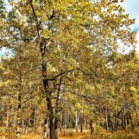 Золотая осент :: Дмитрий Курский 