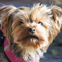 Портрет :: Светлана Тихонина