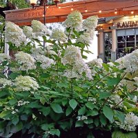 Цветение гортензии у ресторана Эспиля. :: Лия ☼