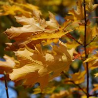 Осень :: краснов юрий 