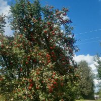 Старые заборы,покосились где-то,здесь красива осень и красиво лето! :: Нина Андронова