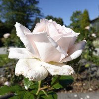 Осенние... :: Галина 