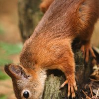 Белка в Парке Победы :: Александр Морозов