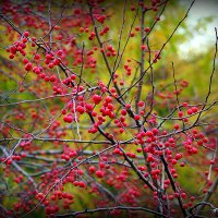 у природы свои законы :: Олег Лукьянов