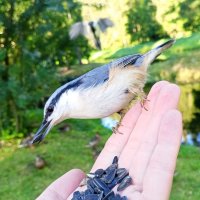 Поползень :: Сапсан 